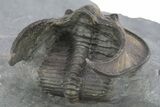 Detailed Scotoharpes Trilobite - Boudib, Morocco #275312-5